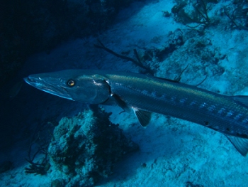 Diving in Cozumel